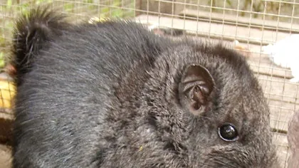 Cercetătorii au crezut că aceste rozătoare au dispărut acum 11 milioane de ani, dar apoi le-au găsit în junglă