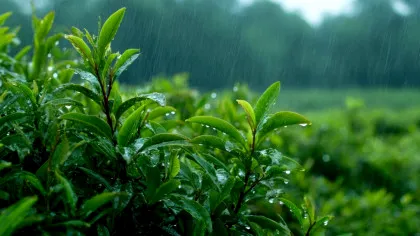 Ce fac plantele atunci când „aud” că vine ploaia? Un studiu a făcut o descoperire uimitoare!