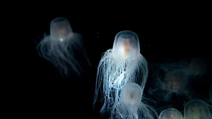 Animalul care nu poate muri de bătrânețe: Care este singura creatură biologic nemuritoare?