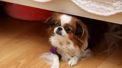 Câinii pot învăța cuvinte noi „trăgând cu urechea” la stăpânii lor