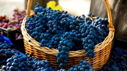 Descoperirea dintr-o toaletă medievală arată cât de veche este pasiunea francezilor pentru struguri