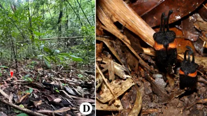 „Floarea diavolului”, o nouă specie descoperită în Thailanda. De ce este specială?