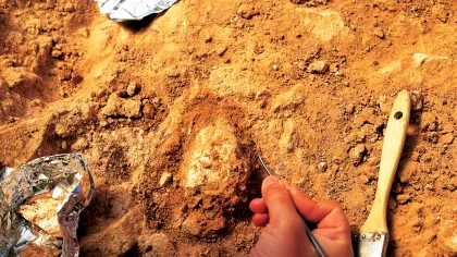 Posibil strămoș comun al neanderthalienilor și al speciei Homo sapiens, descoperit într-o peșteră din Maroc