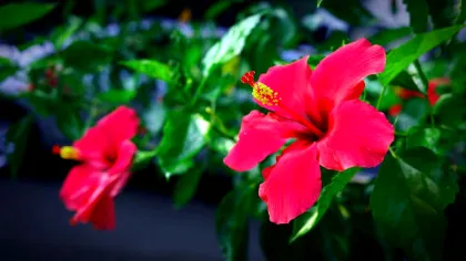 Plantele de apartament împrospătează aerul? De câte ai avea nevoie pentru a produce suficient oxigen