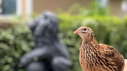 Ce se întâmplă cu păsările care dedică mai multă energie creșterii puilor?