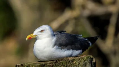 Iată cum păsările răspândesc fără să vrea poluarea cu plastic!