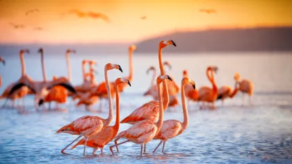 Cum creează păsările flamingo „tornade” subacvatice pentru a-și prinde prada