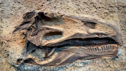Arheologii au găsit molecule organice în fosile de dinozaur