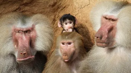 Contracepția ar putea prelungi viața unor mamifere, arată un nou studiu