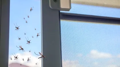 Virusul West Nile a făcut victime și în România. Cum ne putem feri?