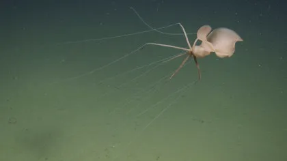 O specie misterioasă a fost observată la mii de metri adâncime în Pacific