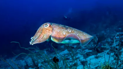 Trucul luminos al sepiilor cu care își atrag partenerii