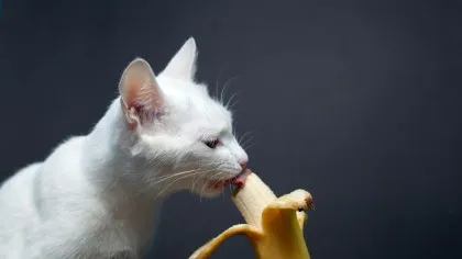 Test de cultură generală. Pot pisicile să mănânce banane?