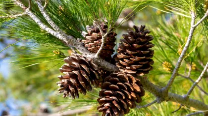 Care este cel mai greu con de pin găsit până acum? Dar cel mai lung?