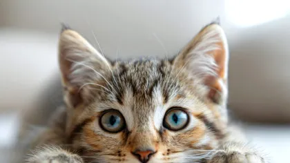 Oamenii cu pisici ar putea avea un risc mai mare de schizofrenie, sugerează o cercetare