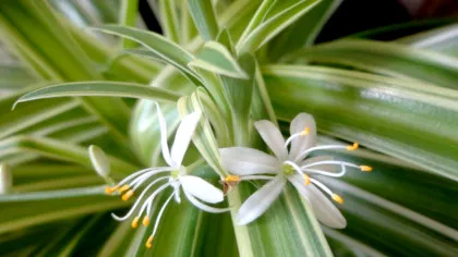 A fost găsită prima dovadă că și plantele au grijă de „copiii” lor