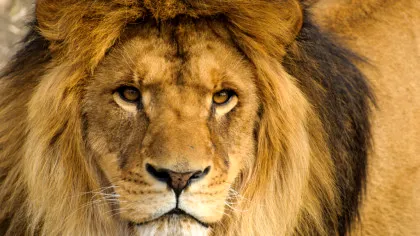 Un super-prădător din Africa stârnește mai multă frică decât „regele junglei”