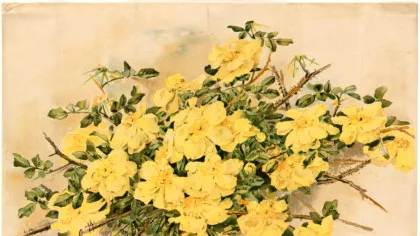 Povestea trandafirului: de la fosile preistorice la simbol al culturilor antice și al grădinilor moderne. 60 de milioane de ani de istorie