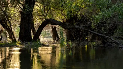 Delta Dunării se confruntă cu cea mai gravă criză ecologică din ultimele două decenii