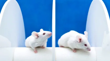 Cum au reușit cercetătorii să citească gândurile șoarecilor într-un experiment?
