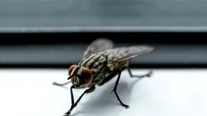 Test de cultură generală. De ce muștele își freacă „picioarele”?