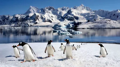 O nouă specie de pinguin a fost descrisă după mai bine de un secol