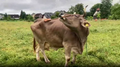 Cercetătorii au documentat primul caz în care o vacă folosește unelte