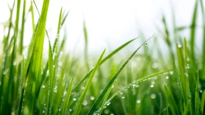 Test de cultură generală. De ce iarba este verde?