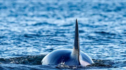 Un nou studiu schimbă tot ce știam despre disparițiile misterioase ale marilor rechini albi