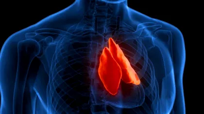 Un organ uitat ar putea prezice cât de mult vei trăi