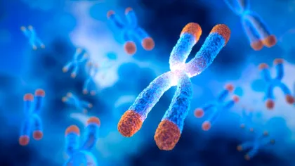 Peste 400 de gene legate de îmbătrânirea accelerată, descoperite de cercetători
