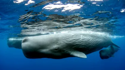 Ceva uimitor se întâmplă cu balenele din Marea Mediterană