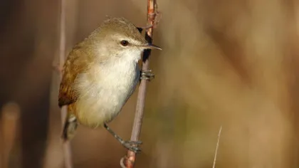 De ce păsările de munte cântă dimineața și de ce uneori sunt tăcute?