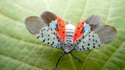Cum a reușit o insectă să invadeze Statele Unite mai repede ca niciodată?