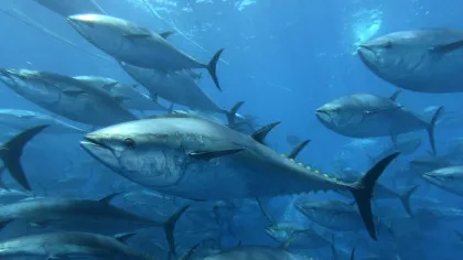 Asteroidul care a ucis dinozaurii a cauzat evoluția tonului?