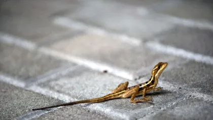 Animalele sălbatice se adaptează la viața urbană în moduri surprinzătoare, dezvăluie oamenii de știință