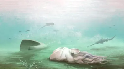 Fosila „celei mai bătrâne caracatițe” nu este deloc o caracatiță, dezvăluie scanările