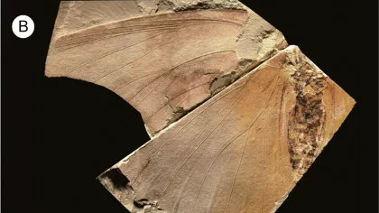 O fosilă veche de 2,6 milioane de ani din Japonia a dezvăluit o specie „extrem de rară”