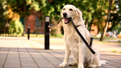 Câinii Golden Retriever și oamenii au mai multe în comun decât am fi crezut