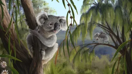 O specie necunoscută de koala, descoperită în Australia: animalul dispărut avea un craniu diferit de cel al exemplarelor moderne