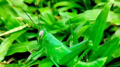 Studiu: Insectele își „îngrijesc” rănile la fel ca mamiferele
