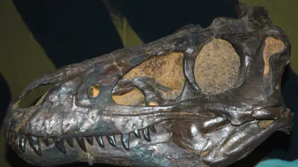 Putea T. rex să înoate?