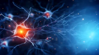 Cum ajută zahărul creierul să-și reseteze amintirile?