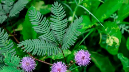 Plantele simt durerea? Știința surprinzătoare a percepției plantelor