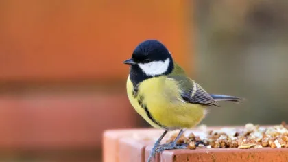 Un obicei simplu și ieftin poate proteja creierul de declinul legat de vârstă