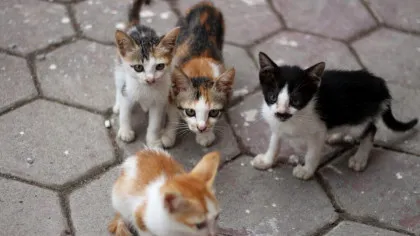 Primul caz de gripă aviară la pisici, confirmat în Olanda