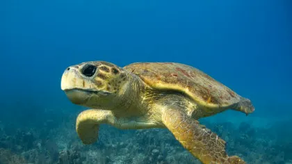 O țestoasă marină pe nume Diana, urmărită cu atenție de cercetători după o călătorie de 6.000 de kilometri