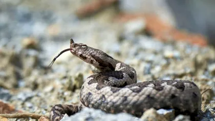 Cum și-au pierdut șerpii membrele?