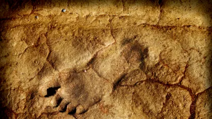O rudă a omului surprinzător de înaltă, descoperită în fosile vechi de 1,4 milioane de ani