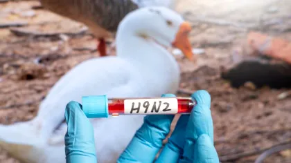 Italia a confirmat primul caz uman de gripă aviară H9N2 din Europa